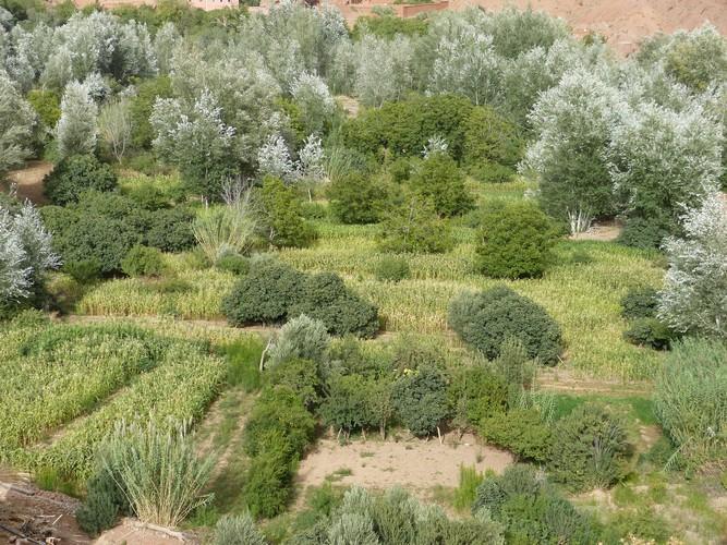 Kasbah Ait Arbi Hotel Ait Ougliff Eksteriør billede
